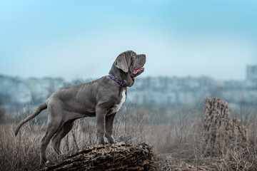 Neapolitan Mastiff puppy on a walk in the field on a cloudy day full-length portraits of the dog on the background of nature