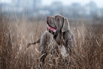 Neapolitan mastiff puppy on a walk in the field on a cloudy day, dog portraits in nature