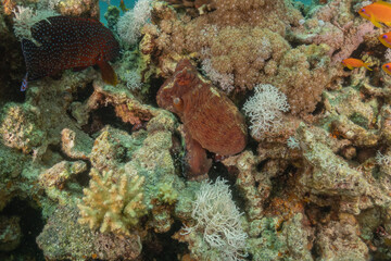 Octopus king of camouflage in the Red Sea, Eilat Israel 
