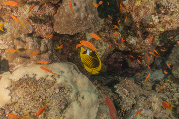 Fish swimming in the Red Sea, colorful fish, Eilat Israel
