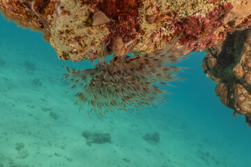 Coral reef and water plants in the Red Sea, Eilat Israel

