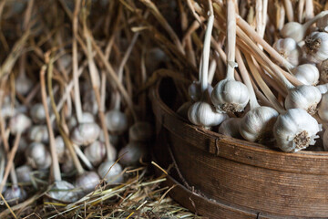 Growing the garlic. Rich harvest.