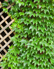 Garden trellis covered with green ivy.