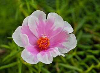 a close up of a pink flower near green plants with flowers in the background
