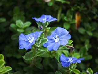 blue flowers on top of green leaves in the woods of plants