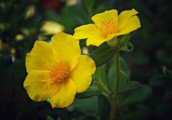 two yellow flowers that are standing next to each other on a bush
