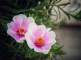 two purple flowers are blooming in a planter near grass