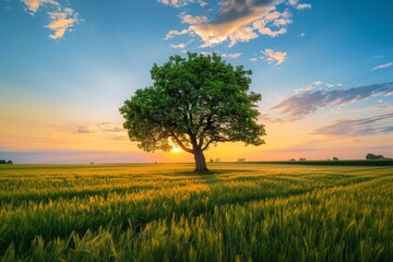 Obraz premium Photo of a lone tree in the middle of an open field at sunset 