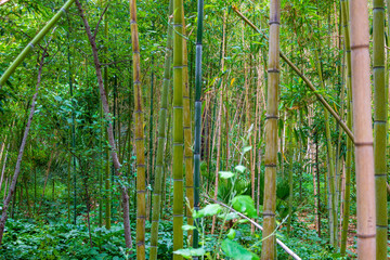 Fototapeta premium Bamboo forest