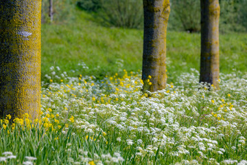 Selective focus of white flowers Cow Parsley in spring, Anthriscus sylvestris, Wild chervil or keck...