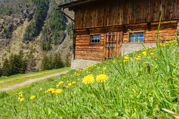 Bergblumenwiese mit Almhütte am Wanderweg im Frühjahr