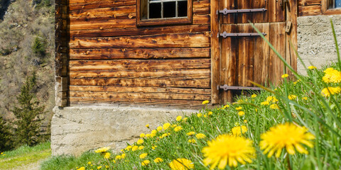 Panorama einer Bergblumenwiese mit Almhütte im Frühling