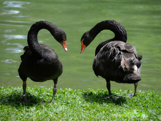 Obraz premium Beautiful black swans (Cygnus atratus) symbolizing a heart on a beautiful sunny day. Large water bird, with erratic migration patterns and dependent on weather conditions