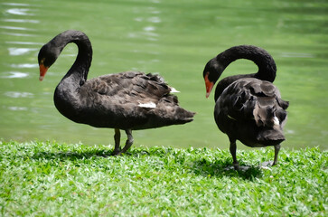 Beautiful black swans (Cygnus atratus) on a beautiful sunny day. Large water bird, with erratic...