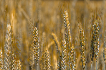 Fototapeta premium Barley Field in the Bavarian Forests