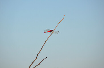 A red-tailed dragonfly resting on a dry branch on a beautiful blue sky day.