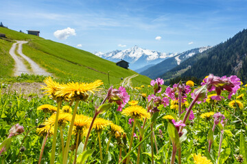 Frühlingswiese in den Bergen des Zillertal mit herrlicher Aussicht