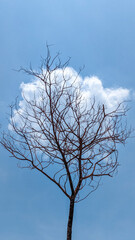 tree in the sky