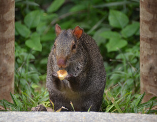 The Azara agouti is a species of medium-sized, nocturnal rodent in the Dasyproctidae family.