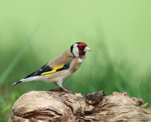 Goldfinch