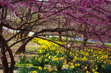 Obraz premium Spring bloom