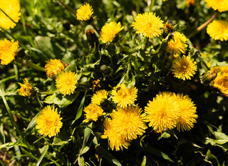 Obraz premium yellow dandelions on a meadow in green grass