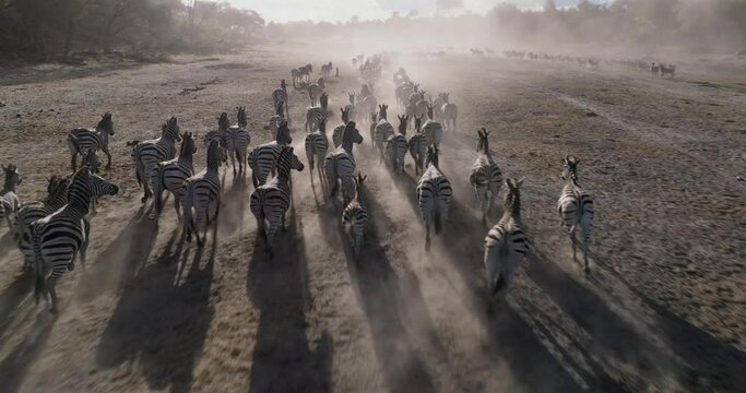 Aerial view.  Large herd of Burchell's zebras running in to drink from a drying up river.  Drought, Climate Change, Climate Emergency