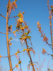 branches of a blooming maple