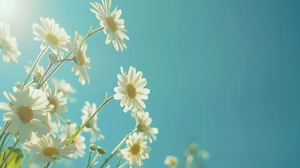 HD Background of Daisy Flowers with Bright Sky View