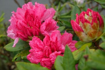 pink rose bush