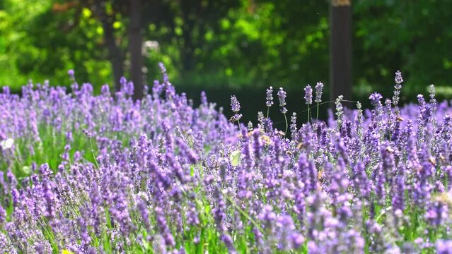 Spring lavender flowers under sunlight. Bees and butterflies fly around and pollinate flowers. Beautiful nature landscape with panoramic views. Hi spring.