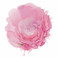 Hand Drawn Sketch Of Pink Peony Spring Flowers On A Watercolor Textured Background, Peony Spring Flowers 