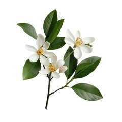 Obraz premium branch with leaves isolated on white background 