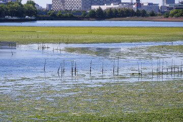 ラムサール条約登録地　谷津干潟 　野鳥や渡り鳥の飛来地（日本千葉県習志野市）　
Ramsar Convention registered site Yatsu-higata (Yatsu Tidal Flat) Visiting site for wild birds and migratory birds (Narashino City, Chiba Prefecture, Japan)
