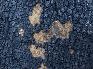 wood texture background burning and turning into wood charcoal. photo concept for forest burning,...