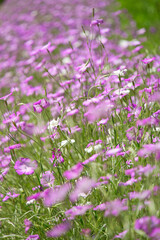 Naklejka premium 神奈川県横須賀のくりはま花の国の花々