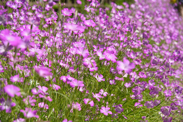 神奈川県横須賀のくりはま花の国の花々