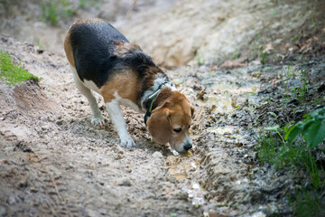 dog on the forest 