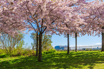 Obraz premium Beautiful cherry blossom trees in Langelinie park in Copenhagen, Denmark