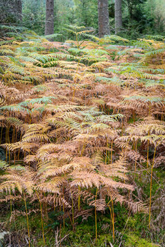 Autumn colours in ferns in a Scottish forest, UK.