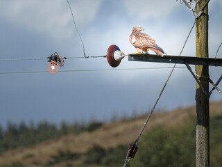 A Red Kite (Milvus milvus) perched on a small power line pylon near Argaty, Doune, Stirling,...