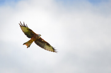 Red kite (Milvus milvus) soaring with a cloudy backdrop at Argaty, Doune, Stirling, Scotland. Argaty farm is host to central Scotland's only red kite feeding station.
