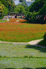 神奈川県横須賀のくりはま花の国の花々