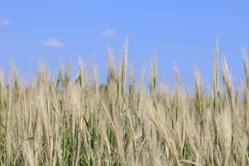 Unripe green ears of wheat in the field in front of blue sky