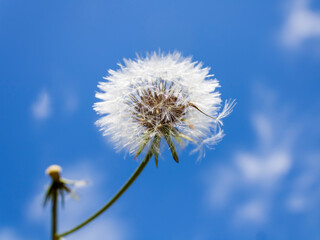Fototapeta premium Close-up of white dandelion in front of blue sky 