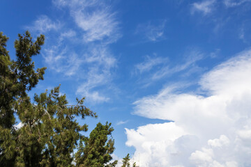 Blue sky, white cirrus clouds and green pine tree branches background