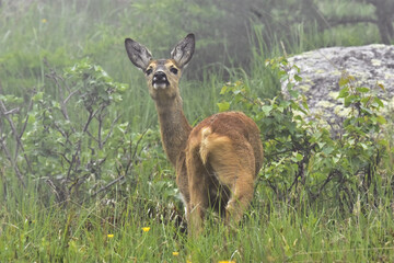 European female roe deer, Capreolus capreolus, on alert in a green summer alpine meadow on a foggy day, Alps mountains.