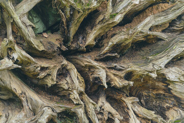 An abstract shot of irregular tree roots for use a texture in graphic design.