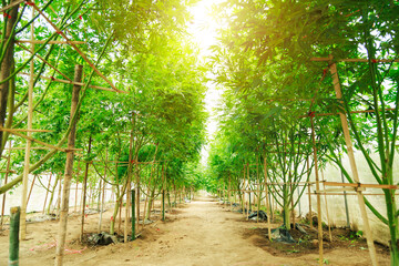 Marijuana cannabis plant farm for medical science use, indoor grown hemp weed tree, summer flower...