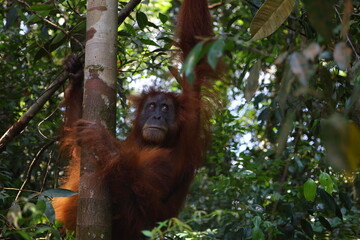 Sumatran orangutan in Gunung Leuser National Park, North Sumatra, Indonesia